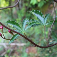 Ipomoea horsfalliae Hook.